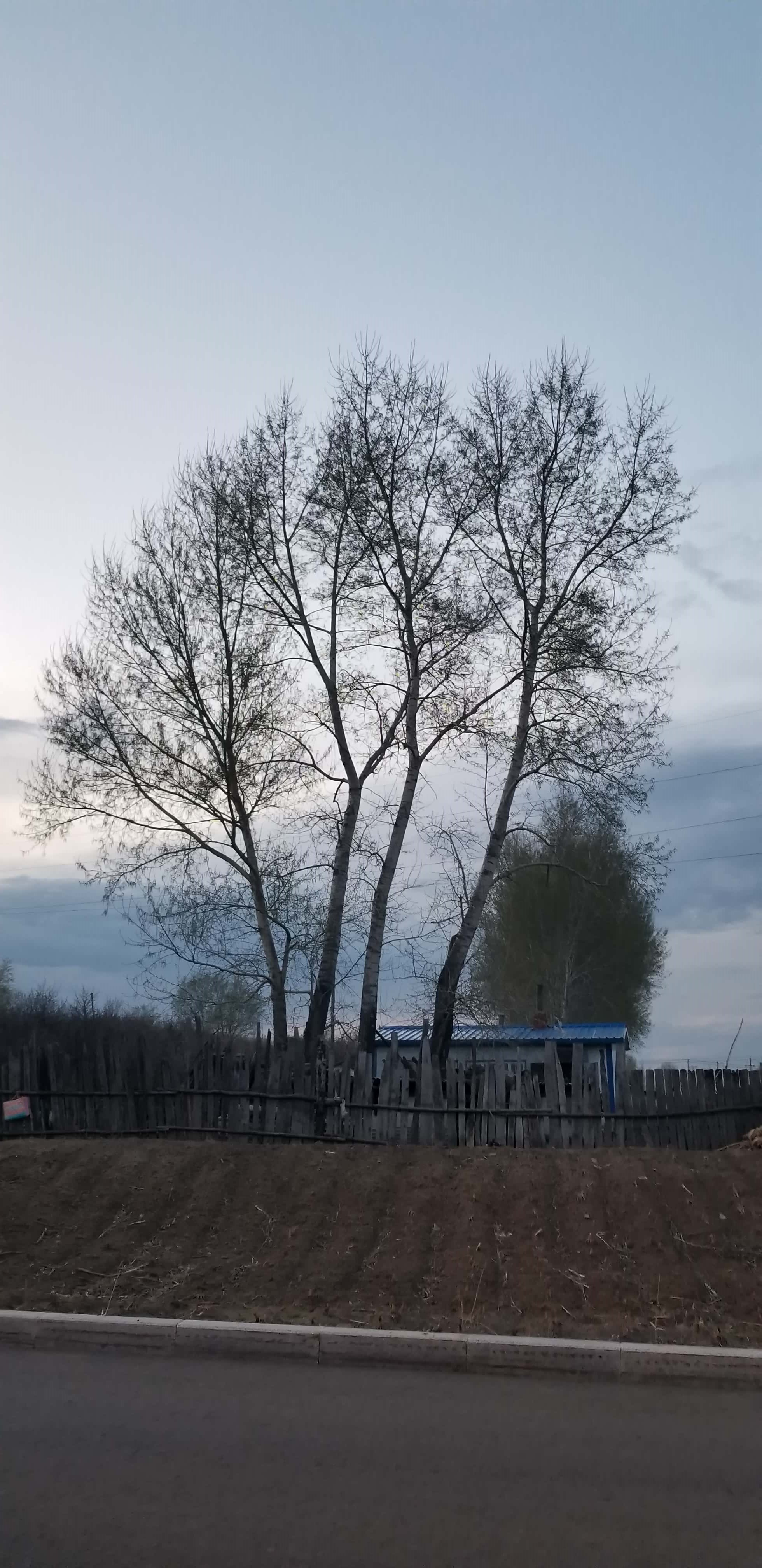 tree