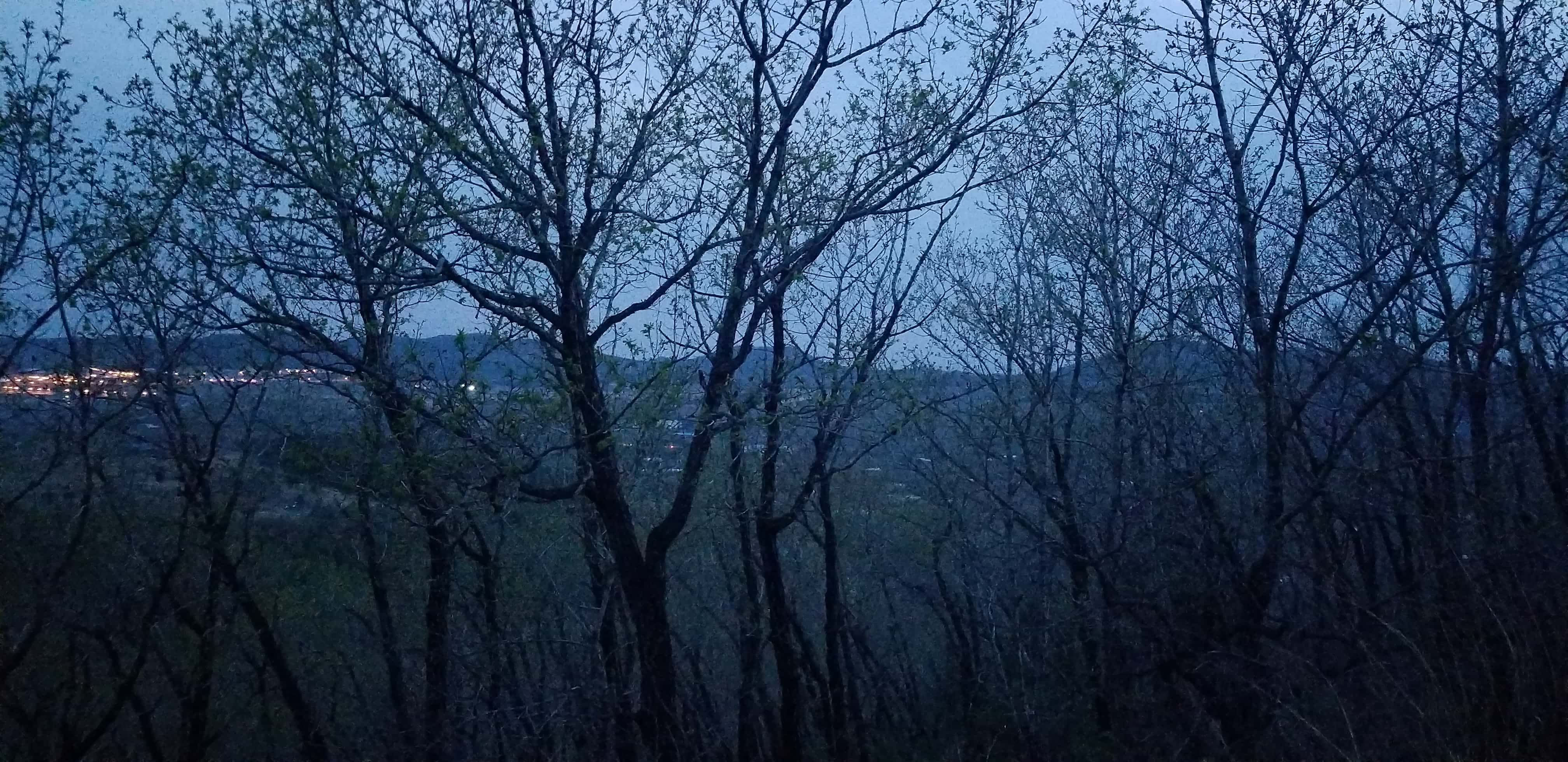 tree1